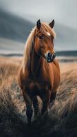 Majestic brown horse standing in tall grass under a dramatic sky at dusk in a rural landscape photo