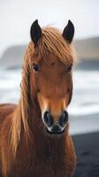 Majestic brown horse poses on a black sand beach with gentle ocean waves in the background during a calm day photo