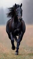Black horse galloping across a field at dawn with mist rolling in the background photo