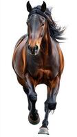 Majestic brown horse galloping with elegance and power in a clear, bright environment photo