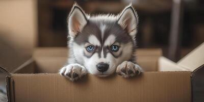 Cute husky puppy peeks out from a cardboard box in a cozy indoor setting during the afternoon photo