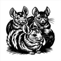 Three soft and curious chinchillas vector