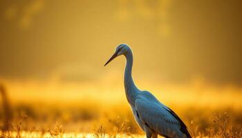 White Stork in Golden Sunrise Field photo