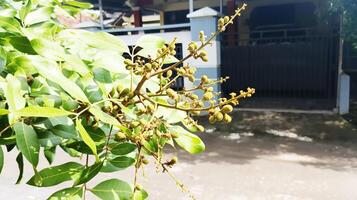 There are many small green longan seeds on the branches of the tree. photo