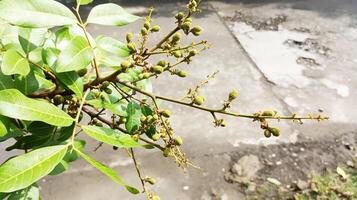 There are many small green longan seeds on the branches of the tree from above. photo