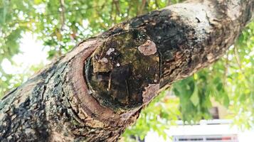 The fungus on the longan tree, the texture of the tree. photo
