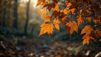 Autumn Leaves Sunlight Dappled Orange and Brown Foliage in a Forest photo