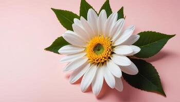 White Daisy with Green Leaves on Pink Background photo