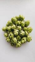 Pile of hop cone on white background hop ingredient for brewing beer photo