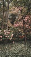 Trees and flowers in the forest cleaning photo