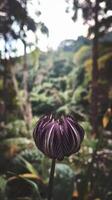 A purple flower with a blurry background photo