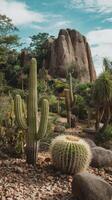 Cactus plants in the desert with rocks and trees photo