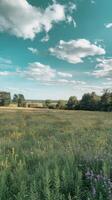 A field with wildflowers and a sky with clouds photo