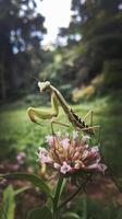 Banded flower mantis on flower insect closeup photo