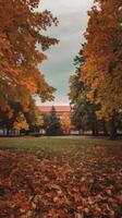 Autumn leaves on the ground in front of a building photo