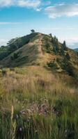 A hill with grass and flowers on it photo