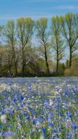 Bluebells in a field with trees and grass photo