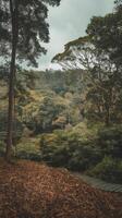 Green trees background in forest photo