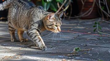 A tabby cat playfully chasing a laser pointer on a sunlit outdoor surface. photo