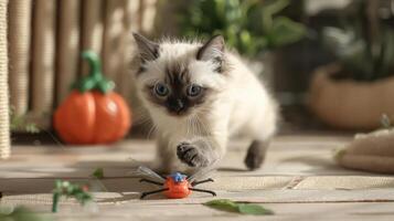 A playful kitten chases a toy spider in a cozy, decorated indoor setting. photo