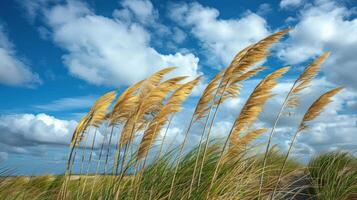 A serene landscape featuring tall grasses swaying under a blue sky with fluffy clouds. photo