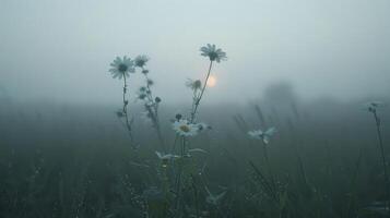 A misty field at dawn with delicate daisies and soft sunlight peeking through. photo