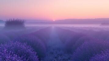 A serene lavender field at sunrise, enveloped in mist and soft hues. photo