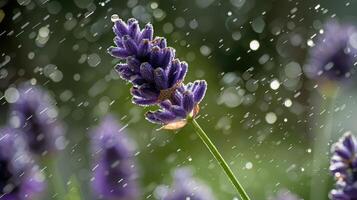 A close-up of a lavender flower in the rain, with droplets creating a dreamy atmosphere. photo