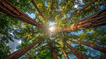A view of towering trees reaching towards the sky, with sunlight filtering through the leaves. photo