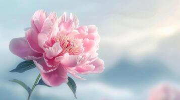 A delicate pink peony flower against a soft, dreamy background. photo