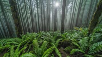 A serene forest scene with ferns and mist, illuminated by sunlight through trees. photo