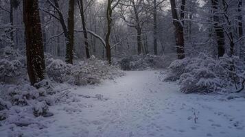 Snow Jungle Stock Photos, Images and Backgrounds for Free