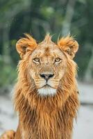 A majestic lion with a thick mane gazes directly at the viewer in a natural setting. photo