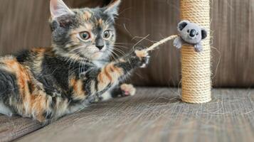 A playful kitten interacts with a toy on a scratching post. photo