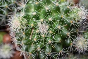 Mammillaria Beneckei growing in a pot. This cactus is a very widespread species that is very abundant. It has white radial spines and brown hooked centrals. photo