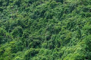 Full frame shot of lush green forest in rural Thailand. photo
