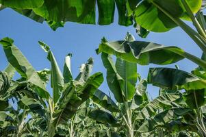 Low angle view of Banana plantation field. Banana trees, belonging to the Musa genus, are tropical plants known for their iconic fruit and large, lush leaves. photo