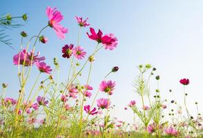 Cosmos flowers blooming in the nature. Cosmos plants are an essential for many summer gardens, reaching varying heights in many colors. photo