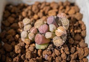 Lithops planting in a pot. Lithops is interesting plants from southern Africa and become popular with growers of succulents and unusual plants. photo