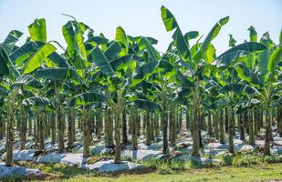 Banana plantation field. Banana trees, belonging to the Musa genus, are tropical plants known for their iconic fruit and large, lush leaves. photo