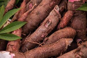 Tuberous roots of Cassava after harvest. Cassava is a root vegetable that contains vitamin C and copper. photo