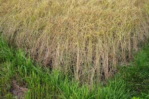Ripe rice paddy field ready for harvest in rural Thailand. Thailand has a strong tradition of rice production. It has the fifth largest amount of rice cultivation in the world. photo
