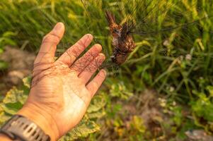 Someone hand trying to removing dead bird from tangled bird trap. A bird flies into the net and falls to a fold at the bottom of the net where it usually gets entangled. photo