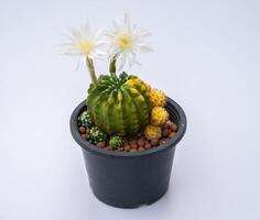 A pot of Echinopsis Subdenudata Variegata cactus isolated on white background. photo