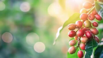 Coffee plant branch with berries, copy space photo