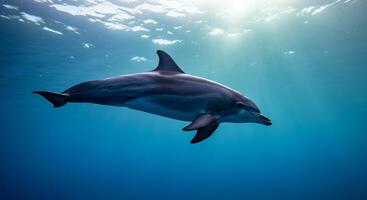 Graceful dolphin swimming underwater in sunlit ocean depths photo