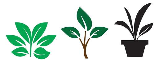 three different types of plants in pots vector