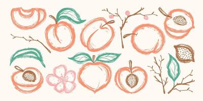 Set of Hand Drawn Delicious Peaches. Colorful grunge abstract peach collection with bold outline and texture. Clipart juicy food in doodle style vector
