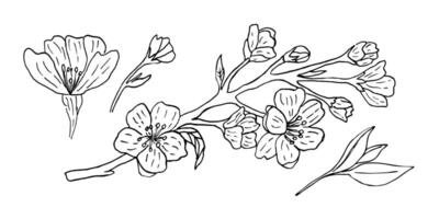 A set of sakura flowers with beautiful twigs and buds, made by hand with a liner. illustration of a Japanese flowering tree in vintage style.. Floral and botanical set of elements vector