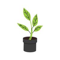 Potted plant with green leaves in a black container on a simple background vector
